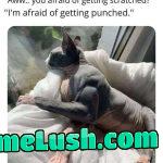 Too late for cat pic?