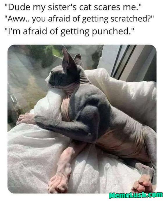 Too late for cat pic?