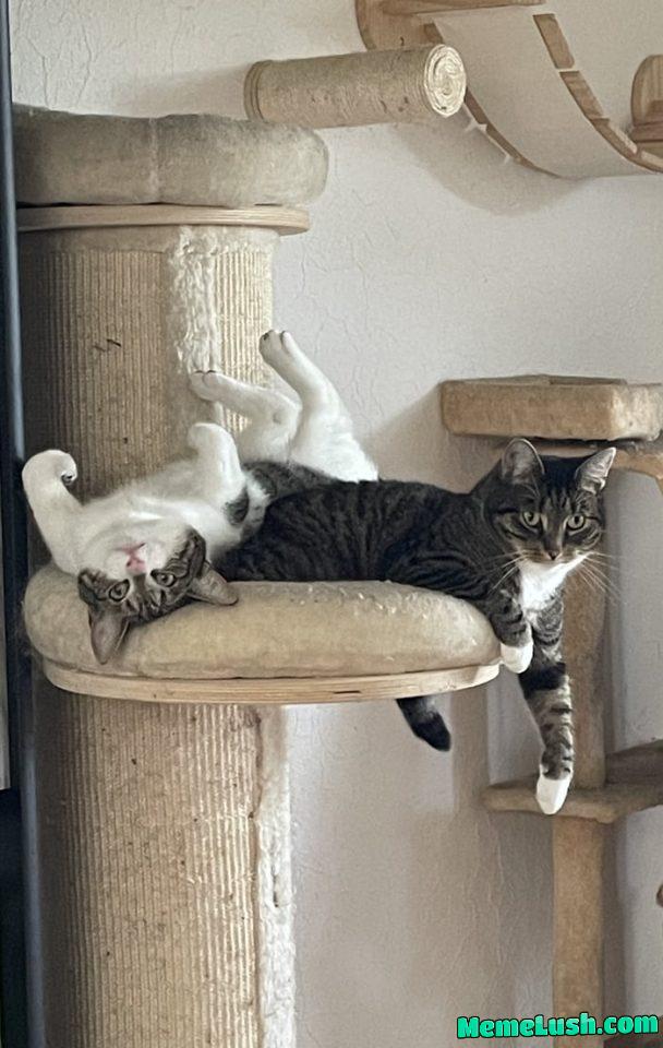 Cats are strange Cats are strange