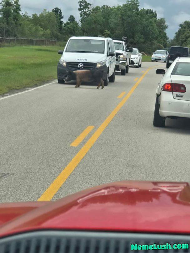 Pig from nearby farm likes to block traffic, and won’t even move when honked at. (He does this frequently) Pig from nearby farm likes to block traffic, and won’t even move when honked at. (He does this frequently)
