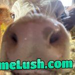 Do you have games on your phone?
