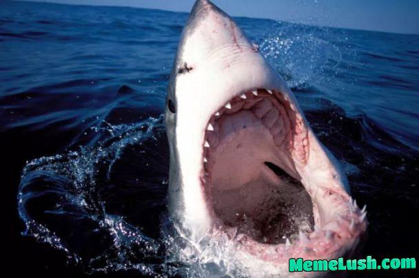 Big danger fish. Big danger fish.