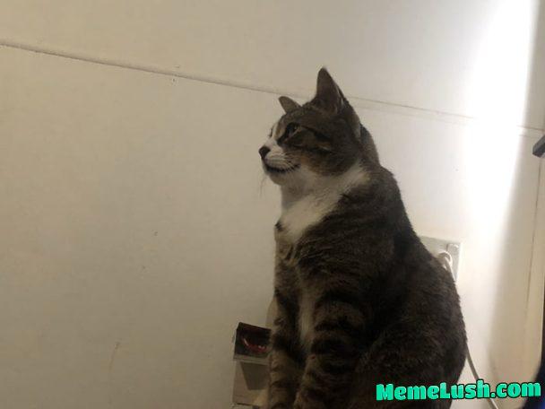 We still posting cats? Here is Snickers watching me play Ghost of Tsushima. We still posting cats? Here is Snickers watching me play Ghost of Tsushima.