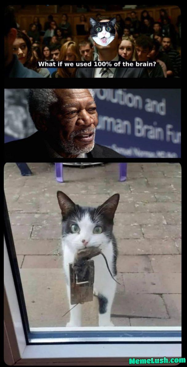 Big brain time Big brain time