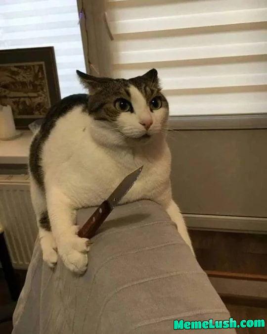 My cat is an assassin