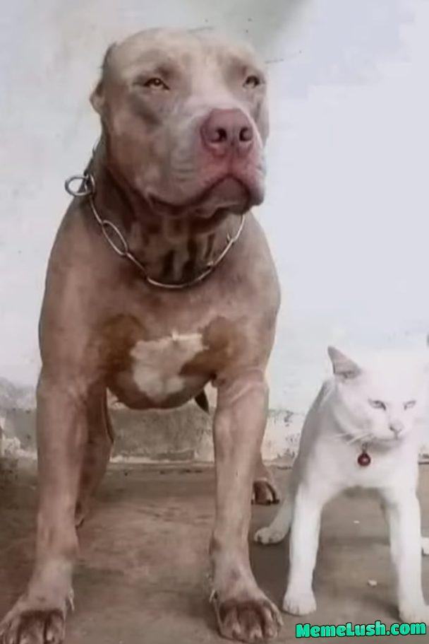 Crazy cat thinks he’s a Pitbull LMAO