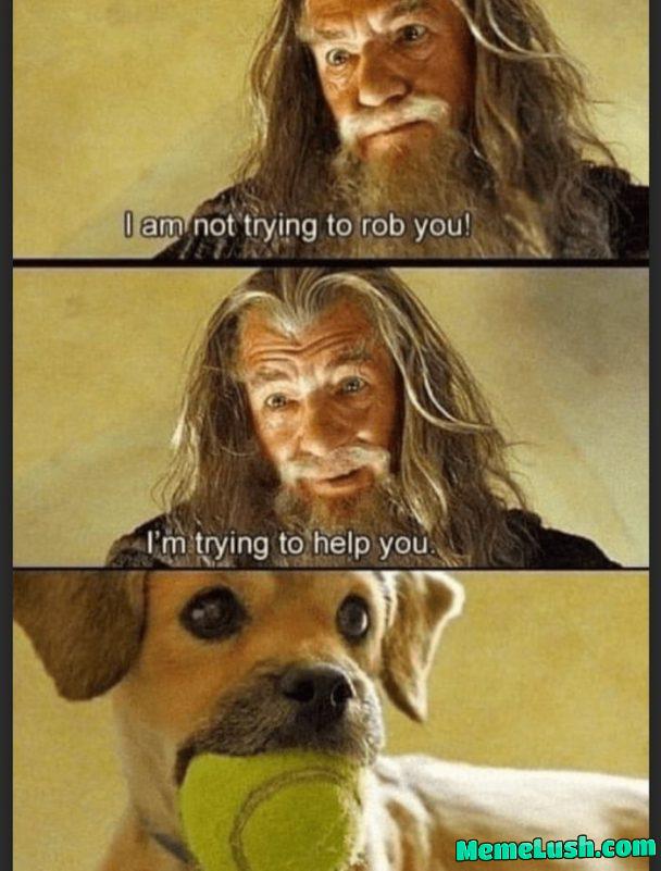 I’m trying, ok doggo? I’m trying, ok doggo?