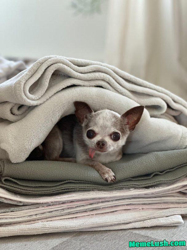 Does anyone else have a dog that’s addicted to blankets?