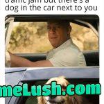 This dog makes the wait worth it!