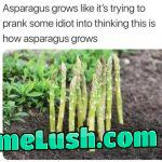 Just like Pineapples (ananas)