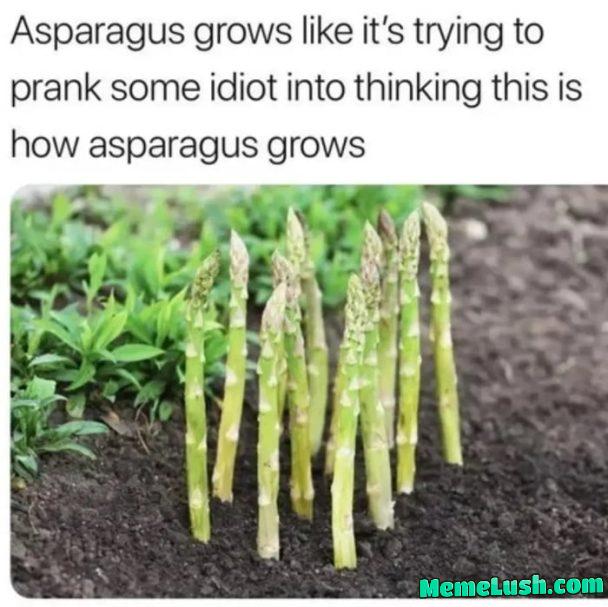 Just like Pineapples (ananas)