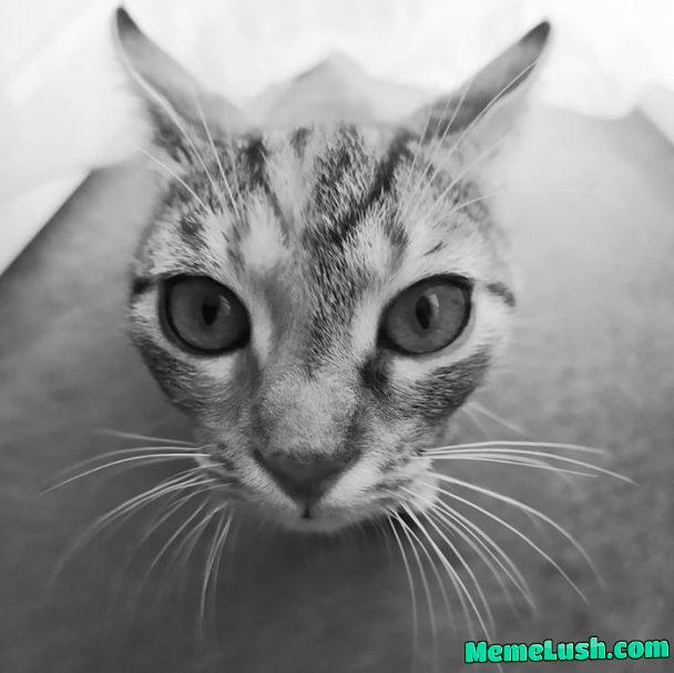 My momentary mood and trance-filled eyes and weed.