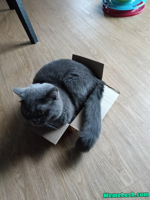 If it fits I sits!