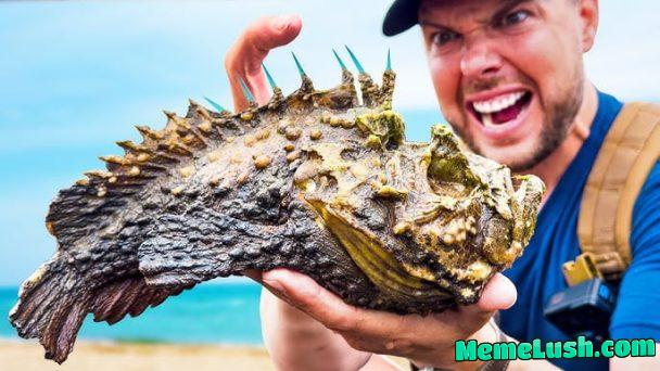 Stepping on these fish barefoot (who look exactly like a regular stone like their name suggests) will give you the most surreal and atrocious pain that nature can ever produce. Imagine being stabbed with 5 needles powered with ultra toxic blue venom.