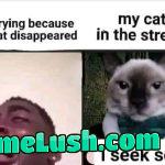 Cat meme