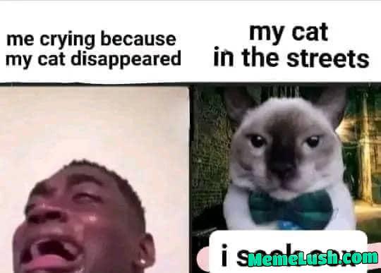 Cat meme Cat meme