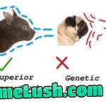 Cat dad here, bringing you cat memes on cat day