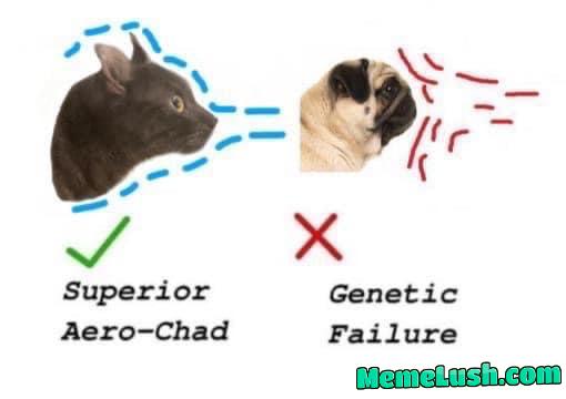 Cat dad here, bringing you cat memes on cat day Cat dad here, bringing you cat memes on cat day