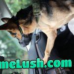 My Döge Feeling his German Blood pumping through his veins!!! ( Yes that is a Muzzle)