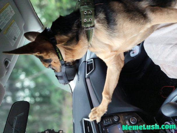 My Dรถge Feeling his German Blood pumping through his veins!!! ( Yes that is a Muzzle) My Dรถge Feeling his German Blood pumping through his veins!!! ( Yes that is a Muzzle)