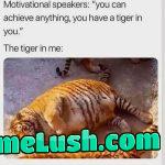 Soft, demure tiger that needs cuddling