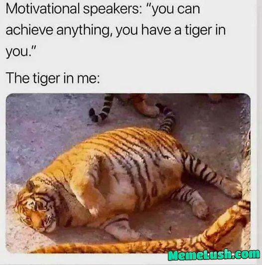 Soft, demure tiger that needs cuddling Soft, demure tiger that needs cuddling