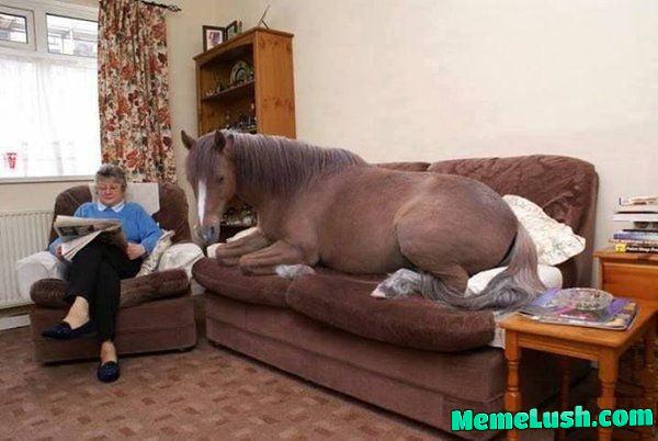 My landlord said no pets, so i got a horse My landlord said no pets, so i got a horse