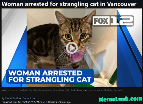 Whats up with cats lately Whats up with cats lately