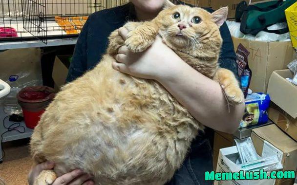 38-Pound Cat Left Unable to Walk After Being Fed Diet of Cookies and Soup 38-Pound Cat Left Unable to Walk After Being Fed Diet of Cookies and Soup