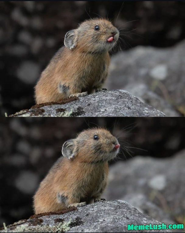 This thing needs to become a meme This thing needs to become a meme