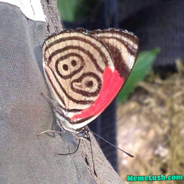 Found this Butterfly