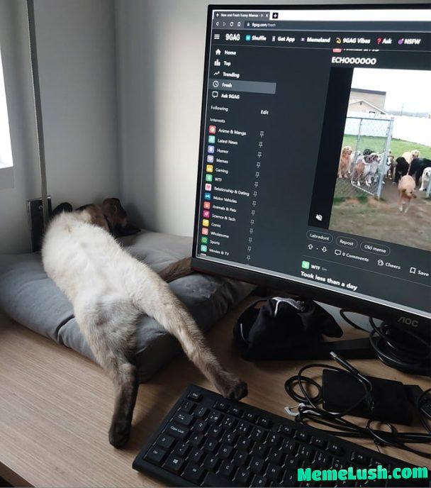 Gandalf is tired of looking at your bs memes… send Tetten. Gandalf is tired of looking at your bs memes… send Tetten.