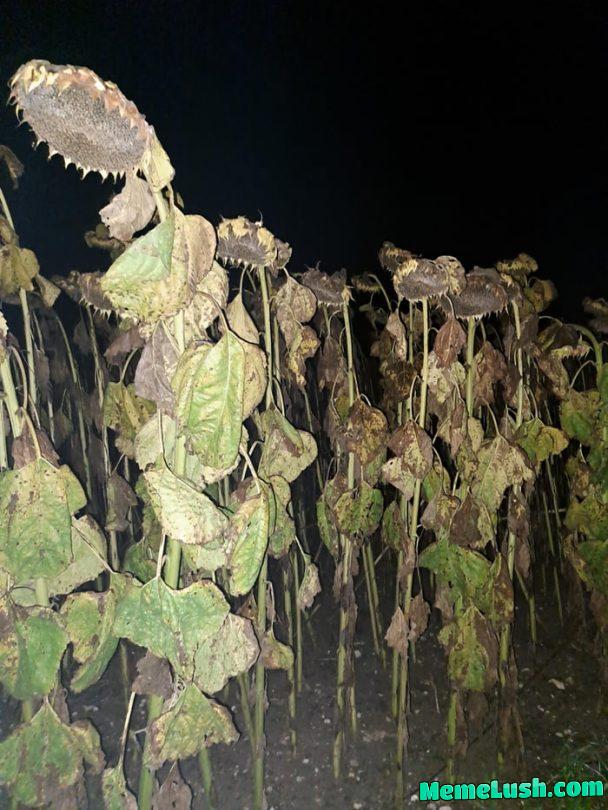 Sunflowers on a field