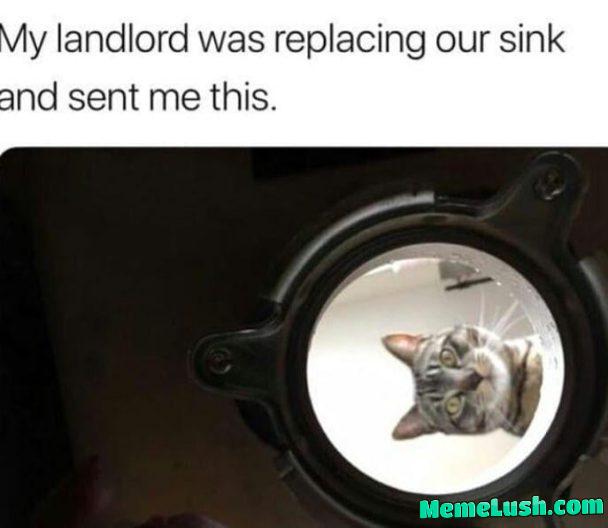 Cat is making sure the job is done right 😂