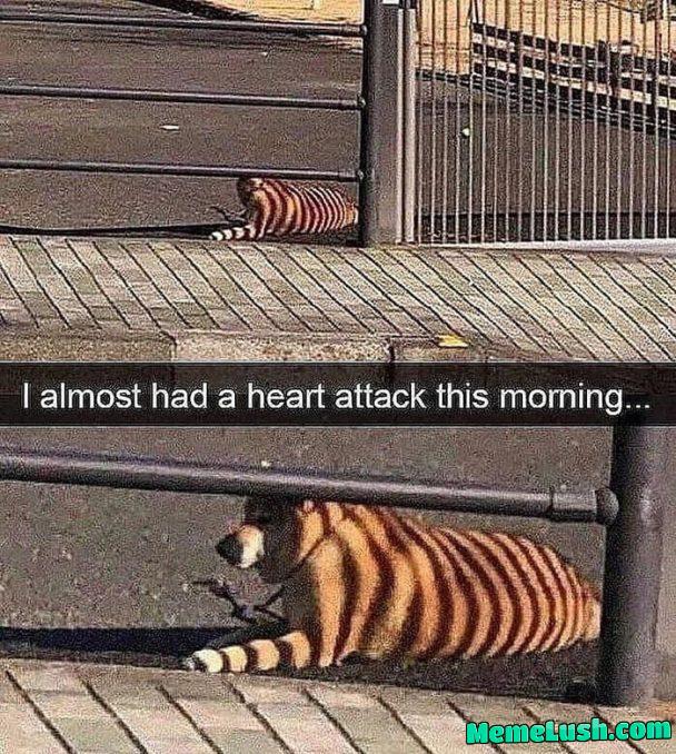 Beware of the tigog!