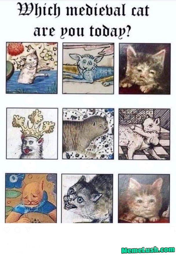 On a scale of medical cat – how are you? On a scale of medical cat – how are you?