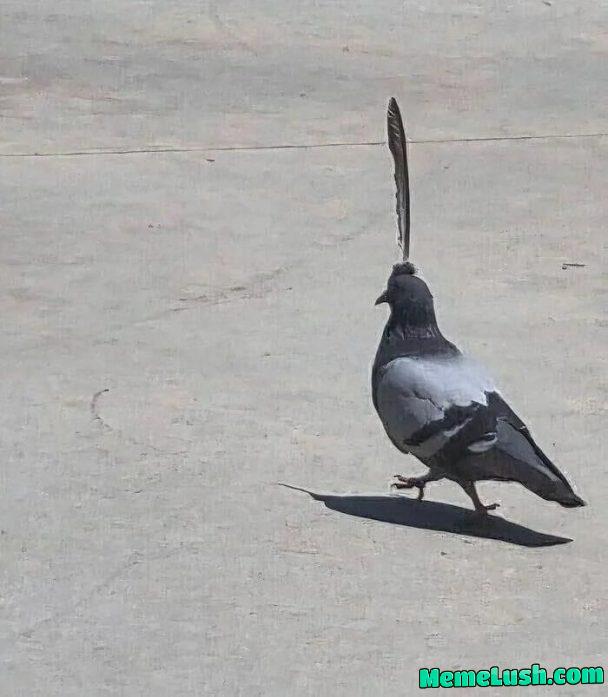 The choosen One The choosen One