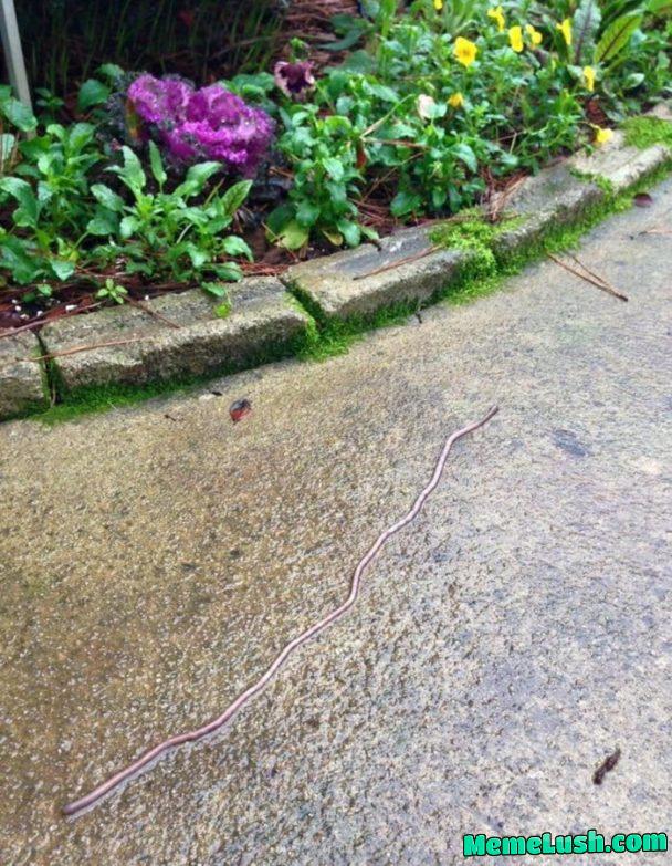This crazy long worm