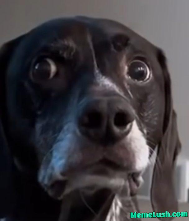 Woah Woah Woah Woor! Meow, meow, meow, meow. Woah Woah Woah Woor! Meow, meow, meow, meow.