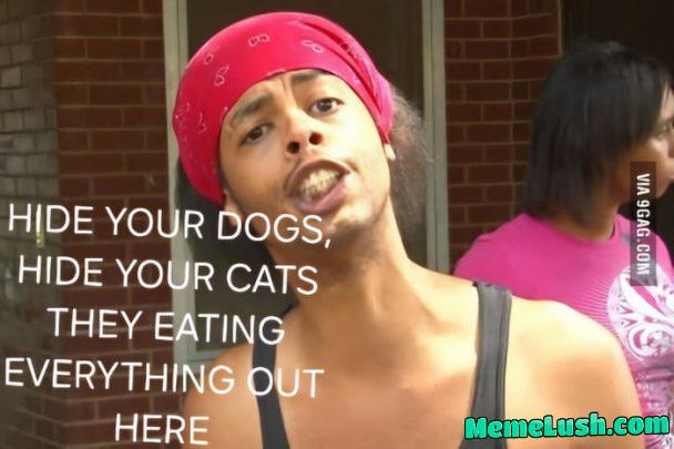 HIDE your dogs HIDE your dogs
