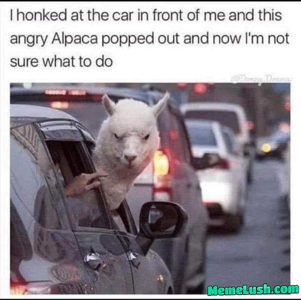 Pray to alpaca Jesus Pray to alpaca Jesus