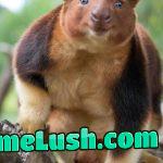 I am today years old : tree kangaroo