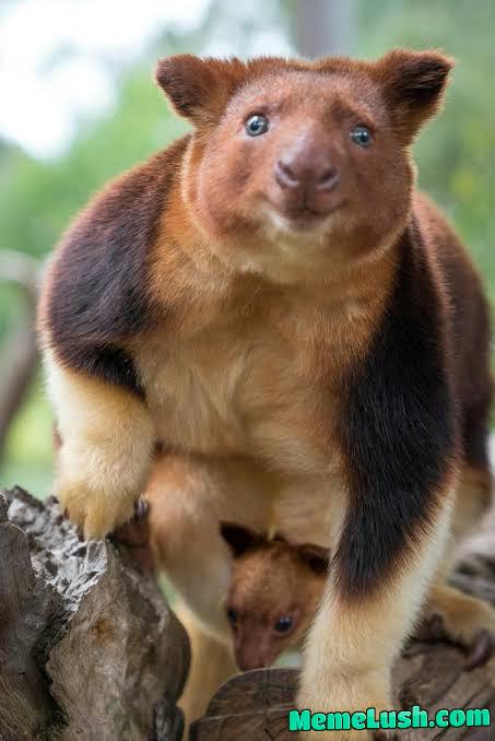 I am today years old : tree kangaroo I am today years old : tree kangaroo