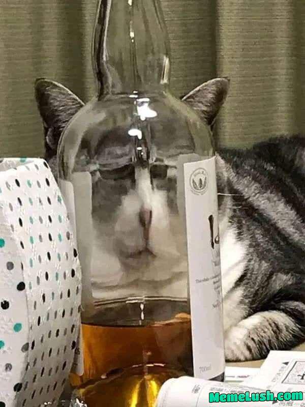 What are you looking at?