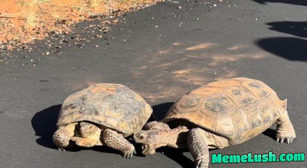 Two desert tortoises fighting.