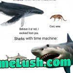 Mammal vs fish