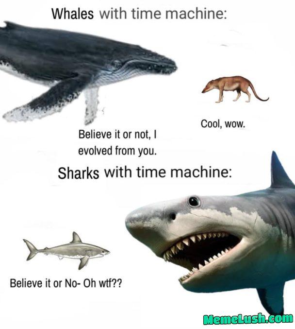 Mammal vs fish Mammal vs fish