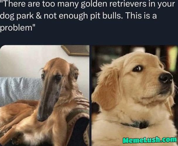 Only 13% are pitbulls but cause over 50% of violence in the dog park, or so I have heard. Only 13% are pitbulls but cause over 50% of violence in the dog park, or so I have heard.