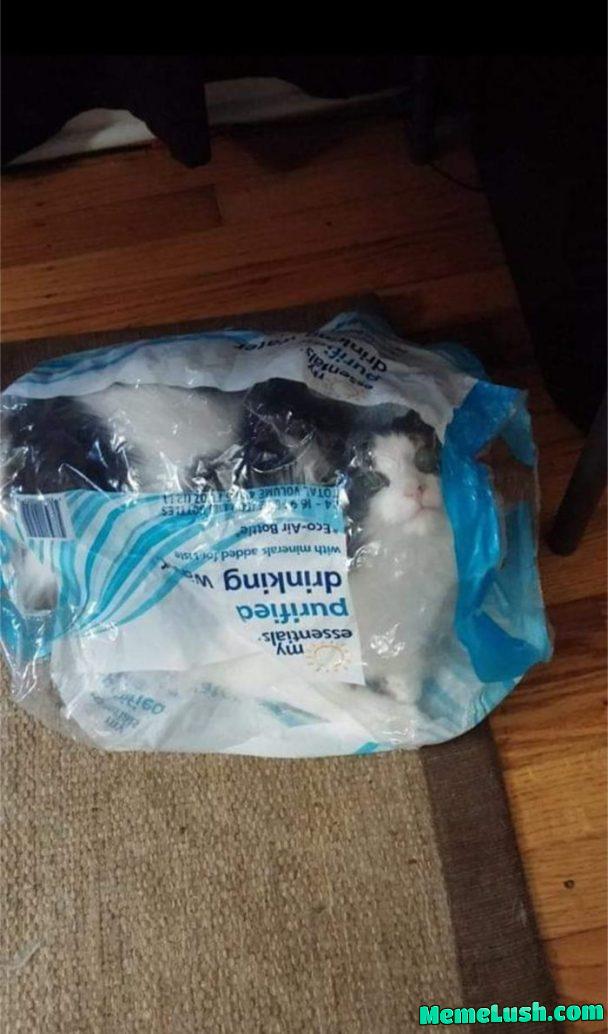 Dumbest Cat Ever Dumbest Cat Ever