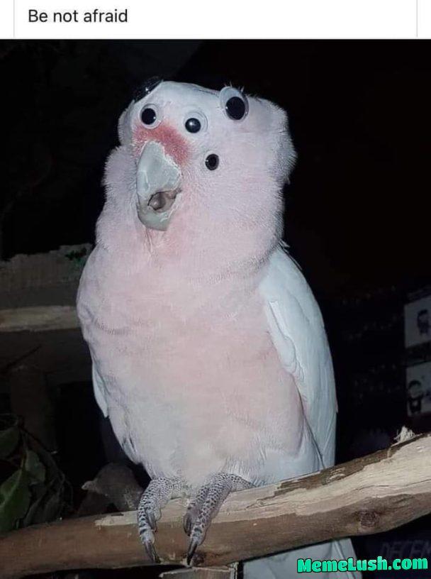 Im starting to think the creatures told in tales and bibles mightve been real just never had a good second look at. Im starting to think the creatures told in tales and bibles mightve been real just never had a good second look at.